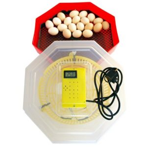 Incubator - Clocitoare Pentru Oua CLEO 5D cu Termometru